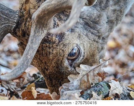 Herd Of Fallow Deer In Misty Autumn Forest.  Cold November Morning.