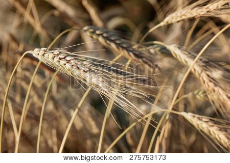 Spelt (triticum Spelta). Cereal. Grain Crop, Species Of The Genus Corn