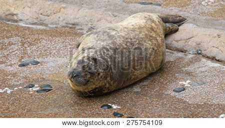 Earless seal in the zoo park