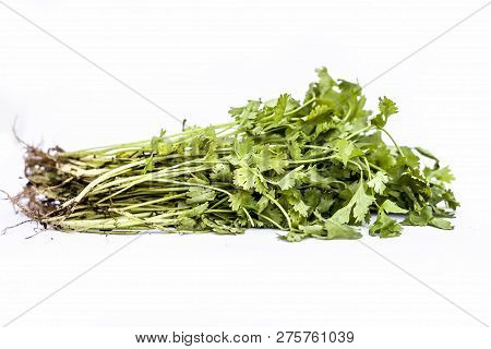 Close Up Of Raw Organic Bundle Or  Cilantro Or Coriander Or Chinese Parsley Or Kothmir Or Dhaniya Is