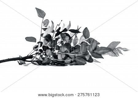 Close Up Of Fresh Curry Leaves Or Sweet Nim Or Sweet Neem Or Khadhi Patta Or Kadi Pata Isolated On W