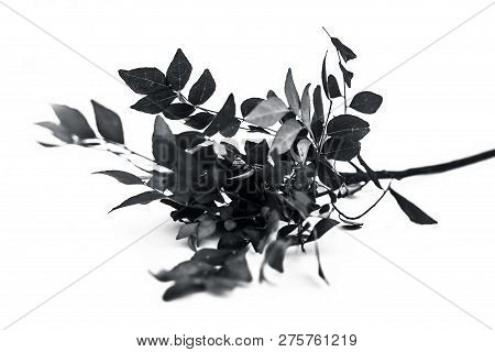 Close Up Of Fresh Curry Leaves Or Sweet Nim Or Sweet Neem Or Khadhi Patta Or Kadi Pata Isolated On W