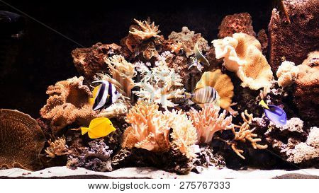 Autiful Planted Tropical Freshwater Aquarium With Fishes