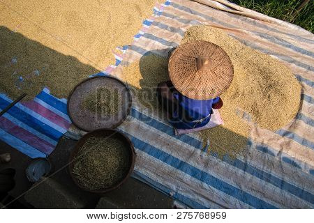 Sifting Rice Harvest Season. A Village Old Woman Sieves The Rice At Home. Royalty High-quality Free 