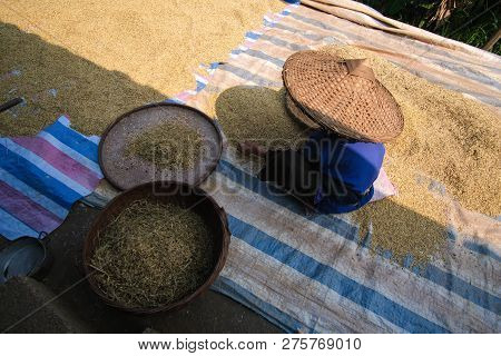 Sifting Rice Harvest Season. A Village Old Woman Sieves The Rice At Home. Royalty High-quality Free 