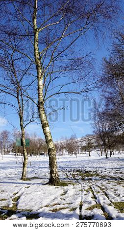 Snow On The Ground In Glossop, Derbyshire, With Blue Sky And Two Silver Birch Trees