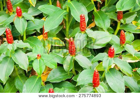 Red Costus Or Spiral Gingers Growing In The Garden, Horizontal Formation
