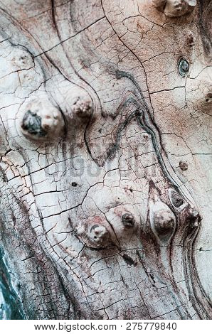 Smooth Trunk Of An Old Dried Tree With Peeling Bark And Cracks Close-up