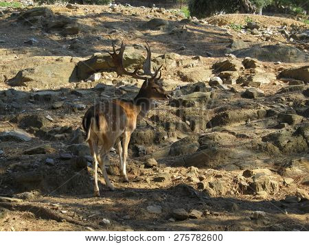 Adult Deer With Huge Branched Horns Stands On The Stone Slope Of The Mountain