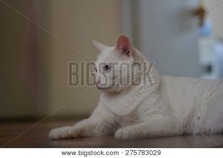 Domestic White Cat Resting In His Home