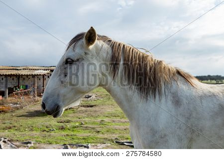 Portrait of a beautiful white horse in the countyside