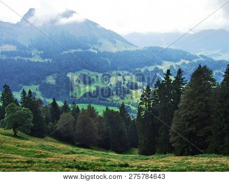 Subalpine Forests In The Ostschweiz Region - Canton Of Appenzell Ausserrhoden, Switzerland