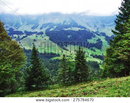 Subalpine Forests In The Ostschweiz Region - Canton Of Appenzell Ausserrhoden, Switzerland