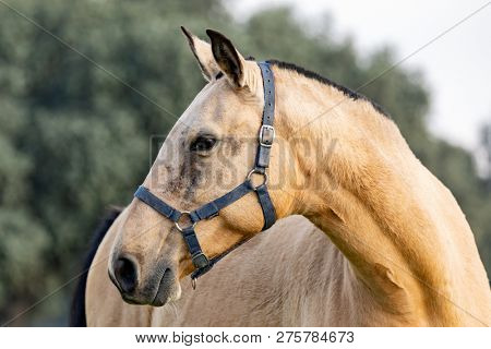 Portrait of a brown beautiful horse in the countyside