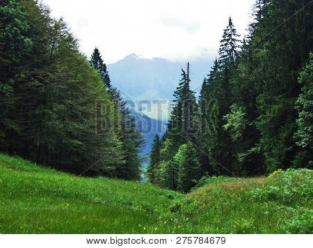 Subalpine Forests In The Ostschweiz Region - Canton Of Appenzell Ausserrhoden, Switzerland