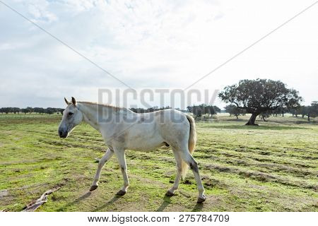 Portrait of a beautiful white horse in the countyside