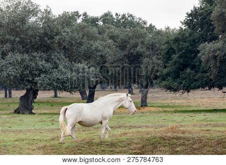 Portrait of a beautiful white horse in the countyside