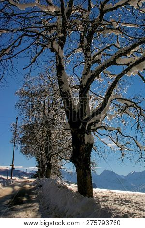 The Branches Of A Deciduous Tree Covered In Snow Fill The Frame, Against The Backdrop Of The Alps Mo