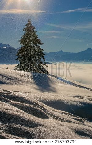 A Single Fir Tree Under A Winder Sunflare, With Heaps Of Snow Catching The Sun In The Foreground, An