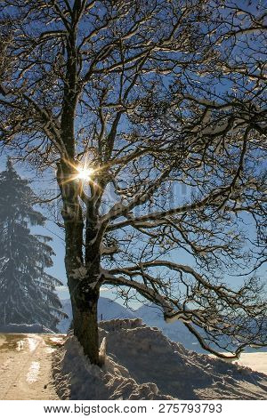 The Sun Shines Through The Branches Of A Deciduous Tree Covered In Snow, Against The Backdrop Of The