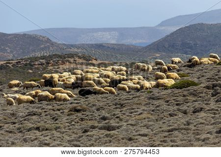 A Herd Of Sheep Grazing On A Mountain Agricultural Area With Shrubs On A Sunny Autumnal Evening (las