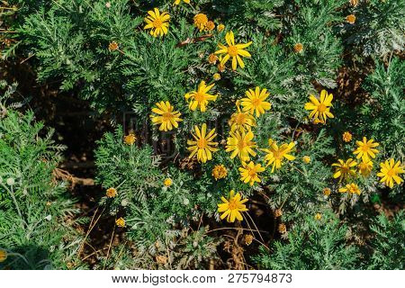 Ornamental Shrub With Yellow Flowers - Margarita Amarilla In The Garden
