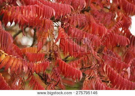Autumnal Red Leaves Of Sumac On The Tree.autumnal Red Leaves Of Sumac On The Tree.