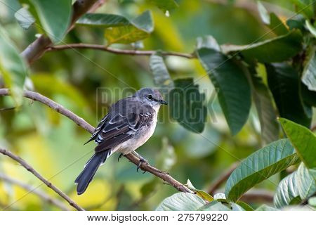 Profile Of A Young Northern Mockingbird (mimus Polyglottos) Perched On A Guava Fruit Tree Branch And