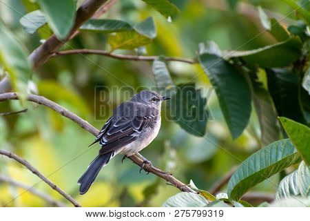 Young Northern Mockingbird (mimus Polyglottos) Perched On A Guava Fruit Tree Branch In Jamaica.