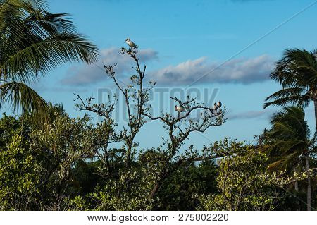 Ibises perching on tree tops in a Florida wetland lagoon against a blue cloudy sky.