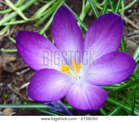 Croccus