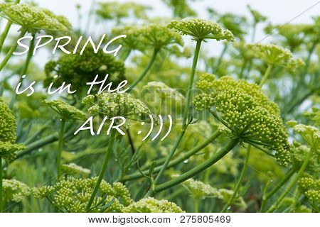 Wildflower Fresh Background With Text 