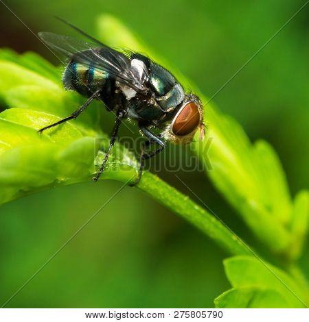 Macro Photo Of The Colorful Fly On Green Leaves.