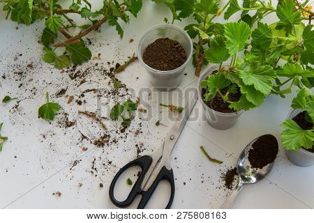 Rooting Cuttings From Geranium Plants In The Plastic Cups. Diy Gardening, Crafts Ideas