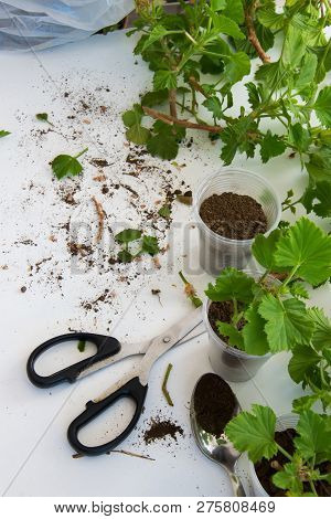 Rooting Cuttings From Geranium Plants In The Plastic Cups/bottle.  Diy Gardening, Crafts Ideas