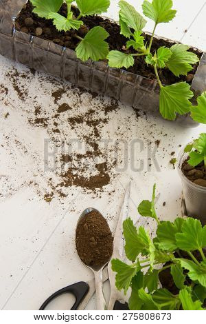 Rooting Cuttings From Geranium Plants In The Plastic Cups/bottle.  Diy Gardening, Crafts Ideas