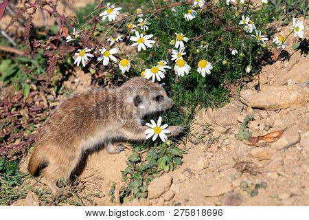 Young Suricata And Chamomile. Curious Meerkat (suricata Suricatta).