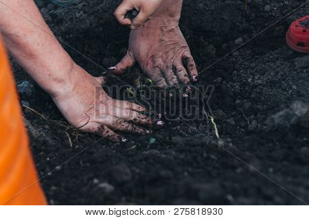 Female Hands Plant A Green Plant In The Ground. On His Hands A Shadow From The Net. Hands In Pattern