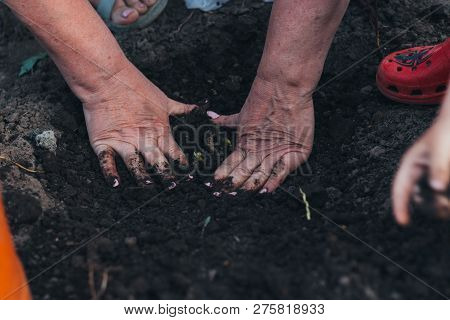 Female Hands Plant A Green Plant In The Ground. On His Hands A Shadow From The Net. Hands In Pattern