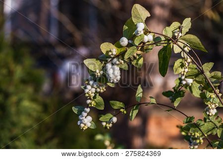 A Brush Of White And Green Berries Svidina White With Green Leaves In Autumn