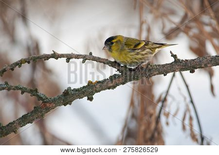 Siskin (spinus Spinus) Sits On A Larch Branch In A Clearing In A Spring Forest Park.
