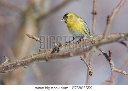 Siskin (spinus Spinus) Sits On A Branch Of A Wild Apple Tree And Putting Forward A Foot.