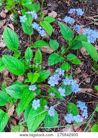 Flowers And Leaves Brunner Macrophylla In Spring Gardens