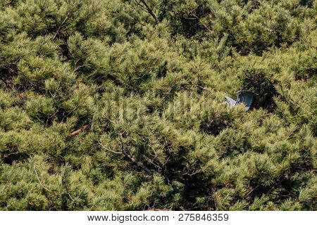 Gray Heron With Wings Extended Partially Hidden While Perched On Branch Of Evergreen Tree On Sunny D