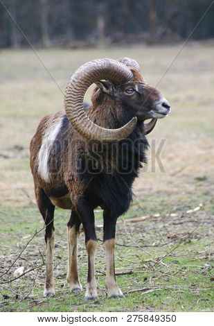 moufflon on a meadow
