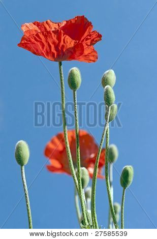 rote Mohn Blume