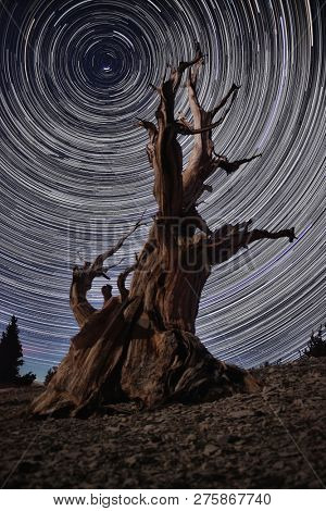 Lightpainted Bristlecone Pine Tree in the Forest