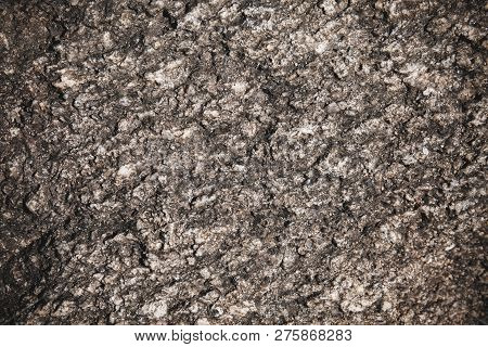 Old Rustic Dark Tree Bark With Natural Pattern, Abstract Grunge Nature Background, Close-up, Macro S