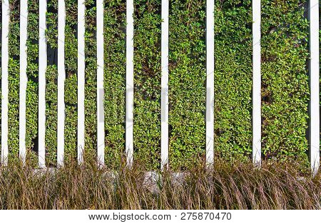 Banyan Tree, Ficus Annulata, Green Hedge Fence And Red Grass With Concrete Partition