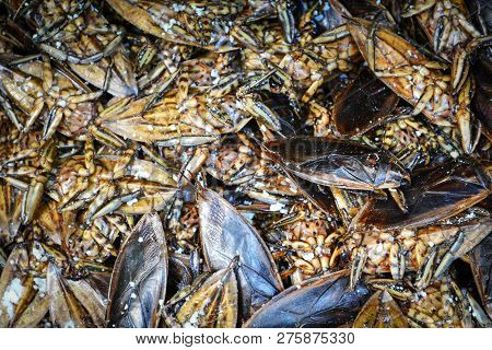 Giant Water Bug Background Insect Food Cook Fried With Salt Lethocerus Indicus